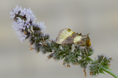 Nature picture: Diachrysia chrysitis / Koperuil / Burnished Brass
