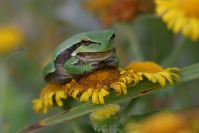 Nature picture: Hyla arborea / Europese Boomkikker / European Tree Frog
