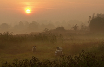 Nature picture:  / Ochtendsfeer / Morning scene