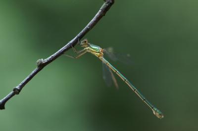 Nature picture: Chalcolestes viridis / Houtpantserjuffer / Green Emerald Damselfly