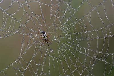 Nature picture: Mangora acalypha / Driestreepspin / Mangora acalypha