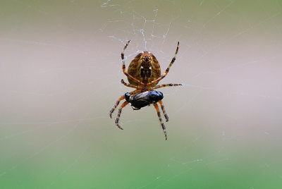 Mijn nieuwe macrolens maar eens uitgeprobeerd. Op de andere foto is de voorkant van de spin te zien, hier kun je goed de prooi zien.
