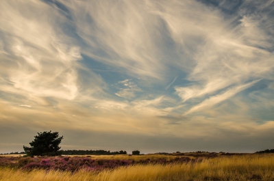 Op mijn terugreis van de voerplaats voor edelherten kwam ik deze situatie tegen op het Nationaalpark de Hoge Veluwe, het gebied heet waarschijnlijk De Pollen.