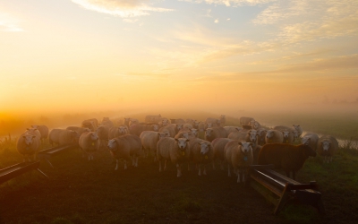 Deze is uit het archief. Wel om deze tijd van het jaar genomen.
Was mistig, koud en de zon kwam op.
De schapen stonden te wachten op hun baasje om eten te komen geven.