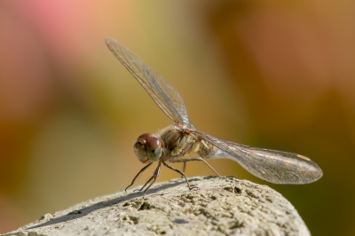 Heb van de zomer hier niet zoveel libellen gezien maar deze kwam, door  het lekkere zonnetje, op een beeld in de tuin zitten. Wel een algemene, maar vind hem met de achtergrond  (de verkleurde bladeren van een wingerd) toch wel mooi.