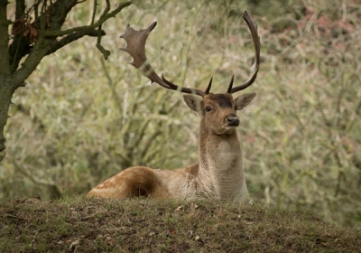 De waterleidingduinen in Amsterdam, redelijk weer en een prachtig dier, lag rustig onder een boom te rusten.