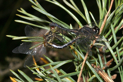 Veel parende heidelibellen die dag, jammer dat de parende venglazenmakers er te snel vandoor vlogen.

Canon 10D, EF 100/2.8 USM, 200 ISO, ingebouwde flits, programma M, 1/200 sec, diafragma 22