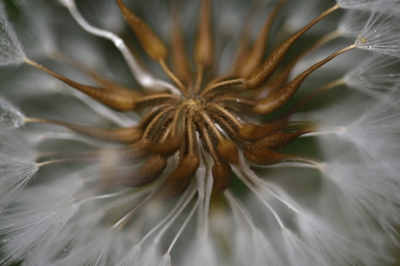 Hoe mooi kunnen uitgebloeide bloemen zijn. Deze kwam ik tegen in de tuin en ik bleef hangen bij de warme bruine kleur en het spierwitte van de pluisjes.