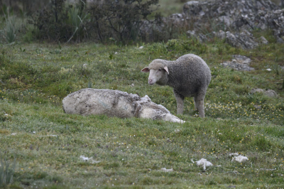 Vond het heel aandoenlijk. 
Terwijl ik in de schuilhut zat om Vale gier, Aasgier en Monniksgier etc. te kunnen fotograferen, kwam er een hele kudde schapen langs die allemaal aan dit dode schaap voorbij liepen. Behalve dit lam. Hij bleef daar maar staan kijken. Toen hij uiteindelijk besloot de kudde achterna te gaan kwamen de gieren en begon het grote vreet festijn. Na zo'n 20 tot 25 minuten was er niets meer van het dode schaap over.