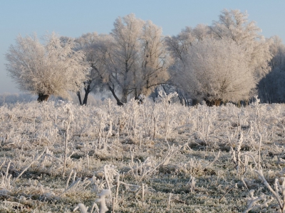 bevroren mist en dus rijp en hoe . De Groesplaat veranderde in een sprookjeswereld . De wereld van Narnia lijkt het wel