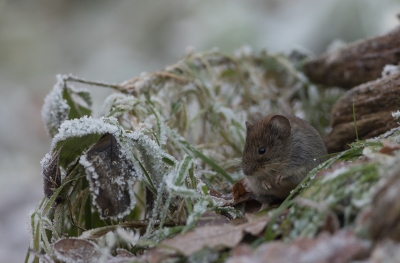 Een mooie maar koude dag in de roofvogelhut in Vledder, deze muis ging er eens lekker voor zitten, toen er een buizerd kwam was ie snel weg.