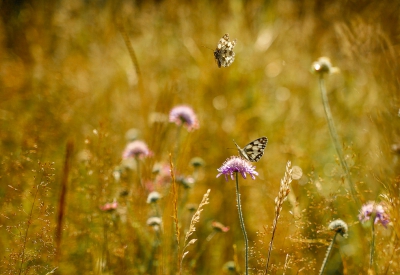 Normaal gesproken hou ik me niet zo veel bezig met het fotograferen van vlinders, maar toen ik deze dambordjes rond zag vliegen heb ik me er toch een tijd mee vermaakt, het was heerlijk weer en de zon scheen, wat normaal gesproken niet het beste moment is om vlinders te fotograferen, maar met zulk tegenlicht vond ik het toch wel een mooi resultaat.