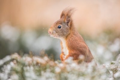 eekhoorn gefotografeerd vanuit schuiltentje in de tuin, in zacht ochtendlicht en in de sneeuw