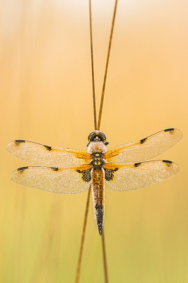 viervlek, gefotografeerd in de  Kalmthoutse Heide, vanaf statief