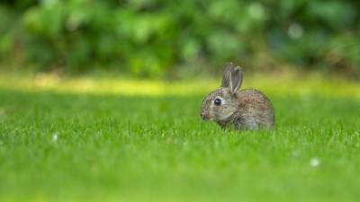 Onze tuin paalt aan een bos. We zaten aan het ontbijt, toen totaal onverwacht dit jong konijntje door onze tuin huppelde, ontbijt gelaten voor het was en mijn fotografiespullen gaan halen