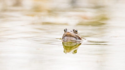 Bruine kikker, gefotografeerd in de vijver van onze tuin, door voorzichtig naderbij te sluipen blijven ze goed zitten