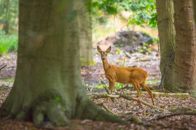 's Morgens heel vroeg opgestaan om reen te zoeken en te fotograferen, kwestie van eerst de ree te ontdekken, voordat ze jou zien. Deze kon ik betrappen, bleef redelijk lang staan kijken om dan  rustig het bos verder in te wandelen