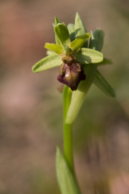 Tot op de meter nauwkeurig vond ik vandaag (ik werd gelukkig wat eerder losgelaten van de werkplek) mijn eerste orchidee van het seizoen. Er waren twee exemplaren, waarvan deze het verst in ontwikkeling. Qua naamgeving heb ik me gehouden aan wat ik eerder (2014) op die plek vond.
Ik sta natuurlijk open...