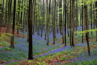 Prachtige ochtend met een opkomende zon, die de kleuren prachtig weergeeft, geweldig bos mooi om te fotograferen.