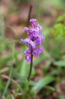 enkele meters verwijderd van de O. mascula vond ik deze , lichter van kleur, geen vlekken op de rozet.
Toch een mannetjesorchis?