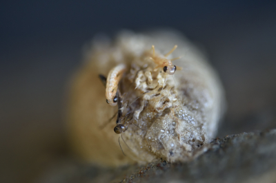 Hier een larve die net uit zijn nestje kruipt met daarnaast een bidsprinkhaantje en dan die oudere bruine...