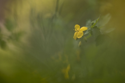 Dit plantje staat dit jaar veelvuldig in onze tuin, had geen idee wat het was. Dus bij eerdere wied sessies maar laten staan om te zien wat het ging worden. Blij verrast met het resultaat....en een erg fotogeniek bloempje.