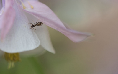 Ochtend push-ups... tijdje geleden in de tuin 's morgens deze toch wel grappige foto kunnen maken. Ze blijven lastig om te fotograferen, deze snelle kleine rakkers. Een tijdje zijn ronde gevolgd en toen vereeuwigd in deze 'krachtige' pose!