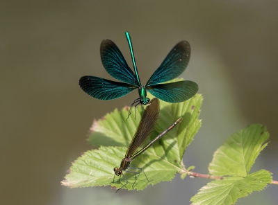 Vlak voor mij (1.21 mtr. volgens exif) landde een bosbeekjuffer wijfje. Daarboven zette een mannetje de landing in. 

Een paar tellen bleef ie hangen. Snel van 400mm naar 100mm teruggezoomd.