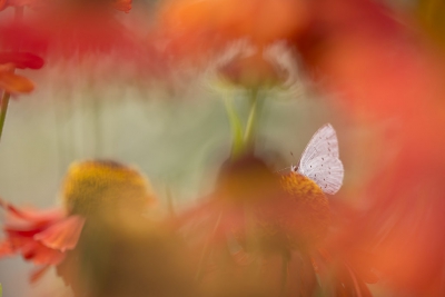 Terug van vakantie (zonder camera) en thuis nog snel even de tuin in gedoken. De zonnehoed en helenium bloeit rijkelijk en hoewel ik voor de bezige bijtjes ging...zag ik in mijn rechter ooghoek plots iets blauws fladderen en dus de bijtjes maar even verlaten. Erg zenuwachtig vlindertje wat in eerste instantie maar niet wilde gaan zitten. Uiteindelijk verdekt opgesteld toch wat kiekjes kunnen maken door de bloemen heen. Geen idee wat voor blauwtje het was, maar na wat google'n toch vrij zeker dat ik een boomblauwtje voor de lens had.