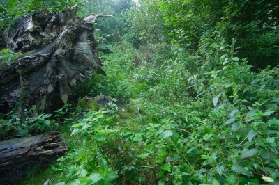 Zaterdagochtend genoten van het mooie licht in het Larserbos. Ooit gepland als dorp in Flevoland maar het is er nooit gekomen. Nu een bos op jonge zeeklei. Het beheer is om zoveel mogelijk te laten liggen want dat is goedkoper, en zo gebeuren er mooie dingen. Dit was een nieuw paadje. Beetje zoeken zo tussen de brandnetels en zo vind je nog eens mooie dingen.