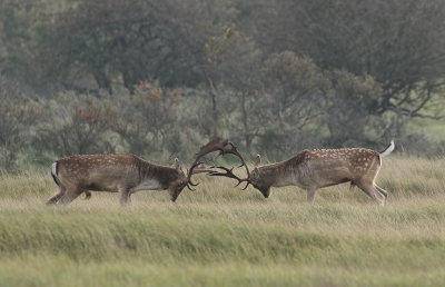 Afgelopen weekend in de AWD (Amsterdamse Waterleiding Duinen - Zandvoort) geweest.

De bronst komt heel langzaam op gang, zal ongetwijfeld met het zeer milde weer te maken hebben.

Desondanks heb ik een aantal gevechten gezien en kunnen vastleggen, waaronder deze zaterdag op het Middenveld.

Over 100 mtr. was de afstand, dan ben je blij als je 560 mm in de hand hebt.

7D II + 100-400 II + 1.4 III converter.

Uit de hand genomen.