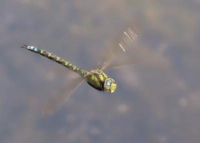 Het blijft lastig maar daarom ook uitdagend.... Bij een klein slootje gaan zitten op de helling waar deze glazenmaker rondcircelde en af en toe net dichtbij genoeg was voor de 100mm macro lens. Handmatig scherp stellen en dan moet je zo'n beestje uiteraard weer eerst in je lens krijgen! 
Canon-20D, 1/320 sec, F5.0