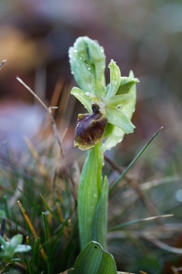 Eerder dan vorig jaar vond ik vandaag mijn eerste orchidee van het jaar