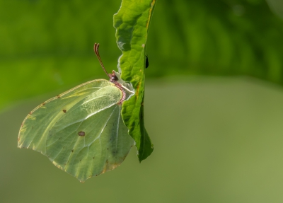 Ze zeggen wel eens mooi rood is niet lelijk maar dat geldt vind ik ook voor groen .
Hij was zo goed gecamoufleerd dat ik 2 keer moes kijken
 voor ik kon klikken en wachten op het moment dat ook het kevertje mooi in beeld kwam en gelukkig bleef de vlinder even wachten.