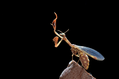 Samen met mijn broer ging ik 's avonds met camera en flitsers de toiletgebouwtjes van een franse camping rond om te kijken of we nog wat leuke insecten tegenkwamen.

Dit gave kleine beestje hebben we maar 1 keer gezien, ben er erg blij mee want wat een bijzonder beestje.