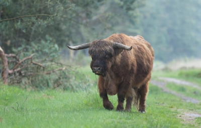 Door het Deelerwoud lopen veel wandelpaden. Maar ook een fietspad. Met het oog op de Schotse Hooglanders vind ik het daar dan op de fiets prettiger. De Hooglanders zitten soms midden op het wandelpad...
Terwijl ik fietste zag ik vanuit een bospad een grote stier aankomen. Steeds dichterbij. Hurkend op de weg gewacht totdat die naderbij kwam. De fiets stond dichtbij. De stier ging gelukkig net het bochtje om.
Na een paar opnames ben ik opgestapt.