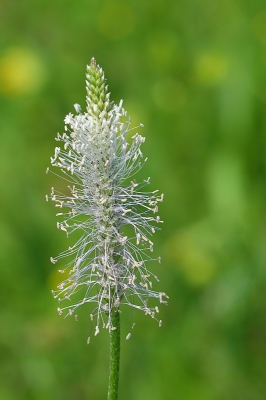 Kwamen deze tegen op een droge kalkrijke helling.
Lijkt me een geheel witte variant, normaal zit er ook lichtlila op de plant.