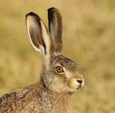 In mijn omgeving zie ik dit jaar opvallend veel hazen. De juveniele dieren zijn soms heel schuw en soms onbevangen zoals dit exemplaar.