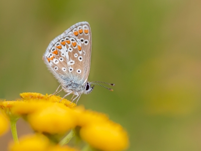 Altijd weer mooi de Icarus blauwtjes en deze mevrouw bleef even rustig zitten mooi op het koolzaad.