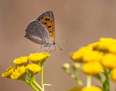 Als je lekker op een stoeltje zit naast de bloemen en planten komt er van alles voorbij en deze kleine vuurvlinder bleef lekker rustig zitten in vergelijk met de blauwtje die een vliegshow weggaven