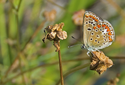 In de buurt van de camping zag ik dit blauwtje, gelukkig wilde hij wel even stil zitten voor de foto.