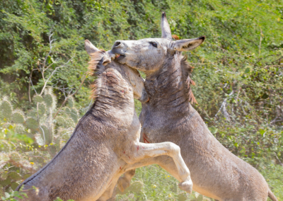 Onder prachtige weersomstandigheden op Bonaire het Washington Slagbaai National park bezocht, 2 mannelijke ezels vechten uit wie de baas is.Wat een geweld onvoostelbaar.