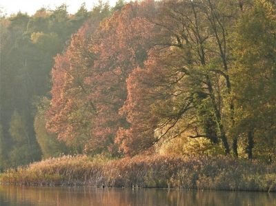 During a walk around the Krumme Lanke in Berlin in took this shot of the lake shore with trees in Autumn colors