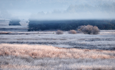 Meestal is het zo dat ik zonder mist van huis ga en dan in de mist beland. Deze keer was het andersom. Thuis dichte mist en niet ver van huis een stralende zon met enkel wat mistflarden. Ze kwamen ineens opzetten en waren ook zo weer weg. Mooi om te zien.