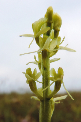 Op deze plaat staan al meer dan 10 tallen jaren deze orchissen, met vaak duizenden tegelijk te bloeien. Deze plaat is altijd toegankelijk geweest. De toegang is niet makkelijk er ligt n.l maar 1 klein steigertje dat vrijwel altijd verkeerd op de wind ligt. Soms kun je er maar een paar dagen per jaar afmeren. Er is maximaal plaats voor 4-6 bootjes. Druk is het er dus nooit, de plaat is zeer groot, Je komt er nauwelijks iemand tegen. De meeste mensen blijven op of vlakbij hun boot.
Sinds dit jaar wordt de plaat voor altijd afgesloten van af 15 maart t/m 15 augustus voor iedereen vanwege het broedseizoen. Voor zover ik weet en ik kom daar al ieder jaar vanaf 1975. Is daar nog nooit een verstoring geweest. Zo kunnen steeds minder mensen van de natuur genieten en worden later weer andere gebieden gesloten omdat het te druk zou worden. Deze foto plaats ik ook als protest al zal dat wel niet veel uithalen. Zelf ben ik lid van de Natuur en Vogelwacht de Vijfheerenlanden, fotografeer graag en weet echt veel van natuur en natuurwaarden. Dit is volkomen overbodig. Het terrein wordt beheerd door staatsbosbeheer en hun kantoor staat In Bommenede op Schouwen Duiveland. Ik denk zelfs dat dit als adres voldoende is om een protestbrief of iets dergelijks te sturen. Dat ga ik zelf ook doen. Het eiland word wel gebruikt voor veeteelt met afzonderlijke weiden.  Al jaren eerder is ook het eiland Hompelvoet afgesloten waar je in de zeventiger jaren ook nog gewoon terecht kon. De stukjes waar je mocht komen werden telkens kleiner en de steigers afgebroken. Er is nu nog 1 seigertje voor 3 bootjes, met een miniem stukje waar je op kan. Ik baal hier ontzettend van. Ik doe vrijwilligerswerk bij de NVW Vijfheerenlanden. Ook met schoolkinderen. Stel de vraag wat is natuur. Het antwoord dat je krijgt is voor mij het meest foto antwoord dat er kan zijn n.l. Natuur dat is VERBODEN TOEGANG.
Normaal zou ik hier alleen Zeeland als locatie hebben gegeven,maar ik vind het belangrijk dat iedereen nu weet waar het is.