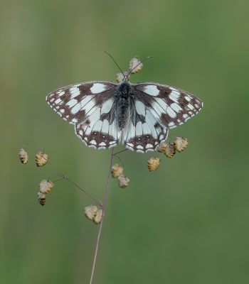 Dit exemplaar zat er gaaf bij met open vleugels. Ik was inmiddels van telelens overgeschakeld naar de macrolens.

DC-G9 + Olympus 60mm Macro, uit de hand.