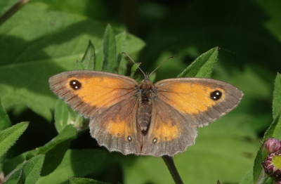 Er zaten vandaag drie soorten Zandoogjes in de tuin. De bruine, bonte en oranje. De bruine wilde zijn vleugels niet spreiden, de bonte was oud en versleten, maar de oranje was bereid mooi te poseren.