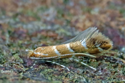 Deze kleine motjes (ca. 4mm) bevinden zich op de op de stam van de paardenkastanje. De vrouwtjes kunnen niet vliegen, de mannetjes wel. De larven boren gangen in het blad van de kastanje waardoor de bladeren kunnen afsterven.