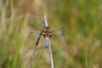 uit de gefotografeerd.  Sony A7 1V  200mm f2.8  iso 100  1/400  f5.6