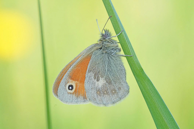 Dit vlindertje vond ik in de zon omstreeks 8:00 in de ochtend.  Het vlindertje bleef rustig zitten.